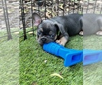 Small #3 French Bulldog