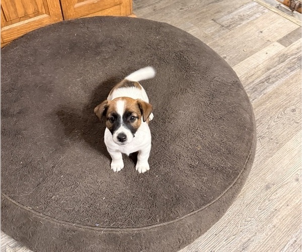 Medium Photo #3 Jack Russell Terrier Puppy For Sale in FREEMAN, MO, USA