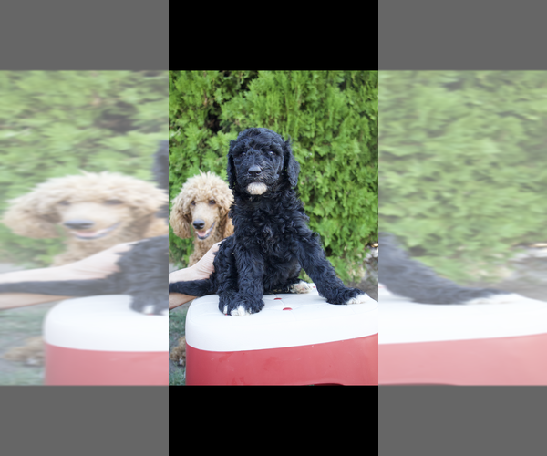 Medium Photo #1 Poodle (Standard)-Unknown Mix Puppy For Sale in SAN BERNARDINO, CA, USA