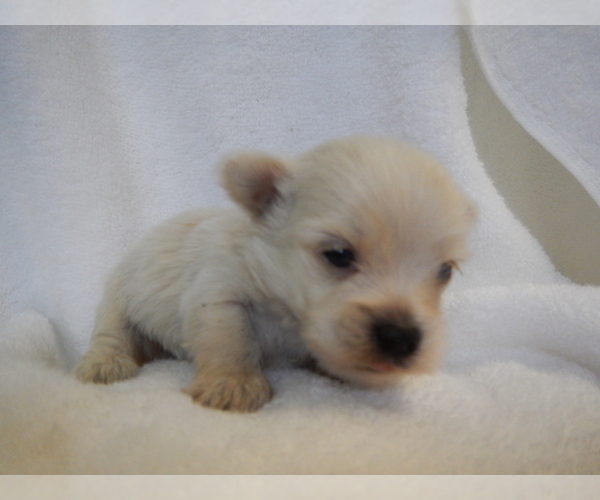 Medium Photo #1 Maltipoo Puppy For Sale in CENTRAL POINT, OR, USA