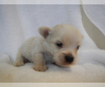 Small Photo #1 Maltipoo Puppy For Sale in CENTRAL POINT, OR, USA