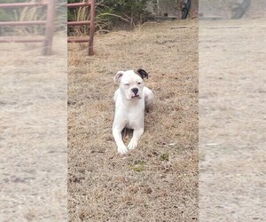 Father of the Boxer puppies born on 10/19/2025