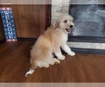 Small Photo #7 Bernedoodle-Poodle (Toy) Mix Puppy For Sale in BLACK FOREST, CO, USA
