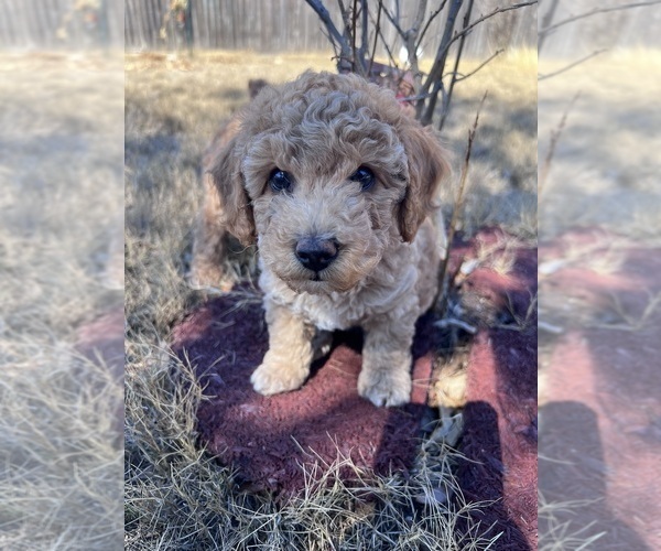 Medium Photo #5 Poodle (Toy) Puppy For Sale in SACHSE, TX, USA