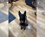 Small #16 German Shepherd Dog