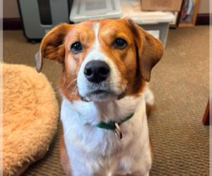 Collie-Unknown Mix Dogs for adoption in Brooklyn Center, MN, USA