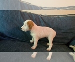 Small Photo #2 Jack Russell Terrier Puppy For Sale in PURCELLVILLE, VA, USA