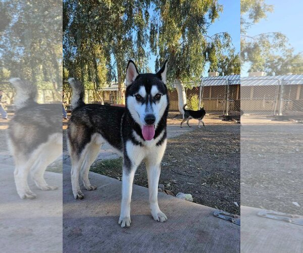 Medium Photo #3 Huskies -Unknown Mix Puppy For Sale in El Centro, CA, USA