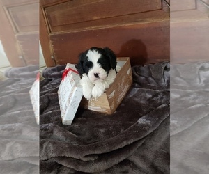 Cavapoo Puppy for sale in MIDDLEBURY, IN, USA