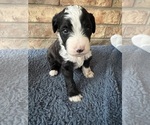 Puppy Green Aussiedoodle-Bernedoodle Mix