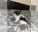 Small #1 Yorkshire Terrier