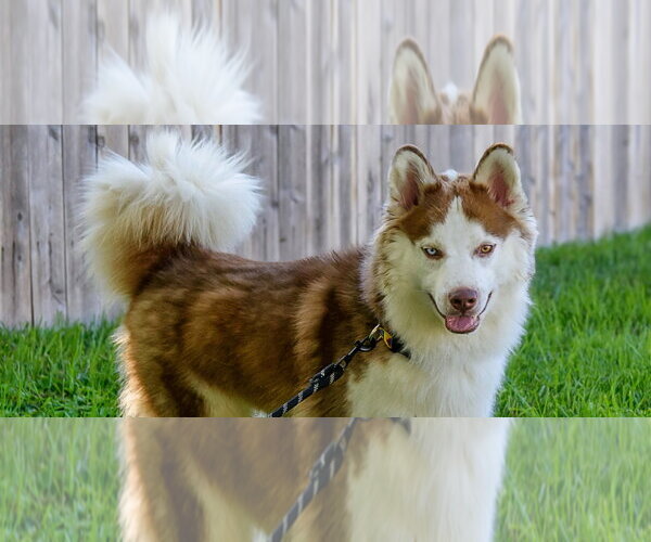 Medium Photo #3 Siberian Husky-Unknown Mix Puppy For Sale in Omaha, NE, USA