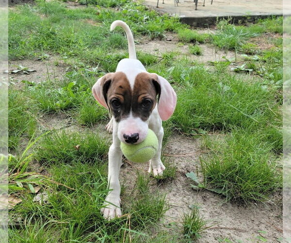Medium Photo #3 American Pit Bull Terrier-Unknown Mix Puppy For Sale in Chester, VA, USA