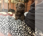 Small Photo #63 Pug Puppy For Sale in BLOOMINGTON, IL, USA