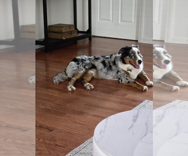 Medium Photo #1 Australian Shepherd Puppy For Sale in PRINCETON, IN, USA