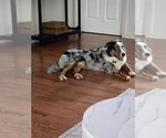 Small Photo #1 Australian Shepherd Puppy For Sale in PRINCETON, IN, USA