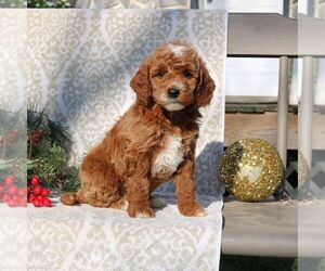 Goldendoodle (Miniature) Puppy for sale in EPHRATA, PA, USA
