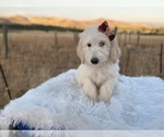 Small Photo #4 Goldendoodle Puppy For Sale in PORTERVILLE, CA, USA