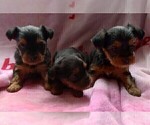 Puppy Reserved Yorkshire Terrier