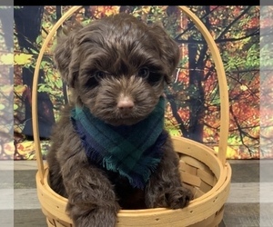Shorkie Tzu Puppy for sale in SELLERSBURG, IN, USA