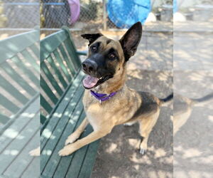Gunther - Male German Shepherd Dog Dog for Adoption - Photo #5