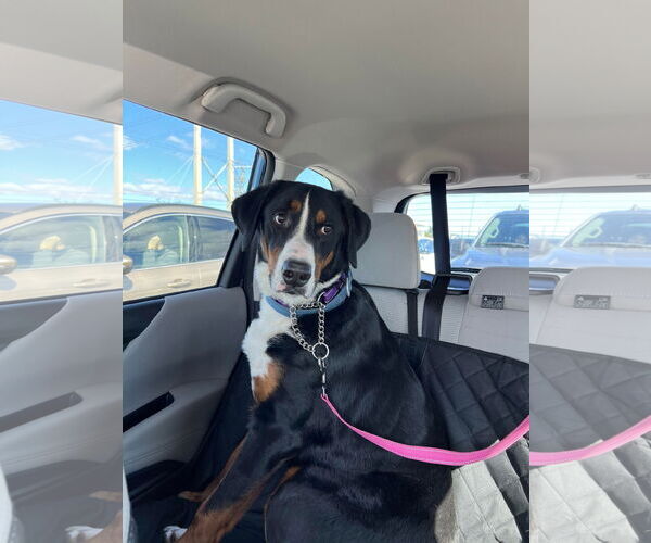 Medium Photo #2 Bernese Mountain Dog Puppy For Sale in Valrico, FL, USA