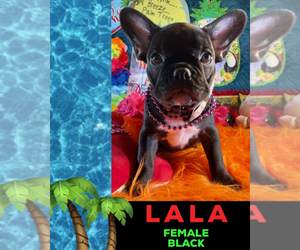 French Bulldog Puppy for sale in HEATHROW, FL, USA