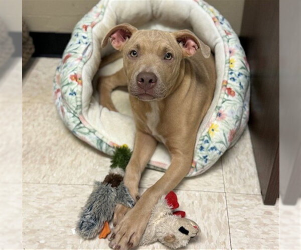 Medium Photo #1 American Pit Bull Terrier Puppy For Sale in Conroe, TX, USA