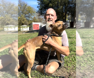 Sienna - Female Mutt Dog for Adoption - Photo #4