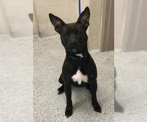 American Pit Bull Terrier-Unknown Mix Dogs for adoption in Conroe, TX, USA