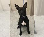 Small American Pit Bull Terrier Mix