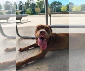 Honey - Female American Staffordshire Terrier-Unknown Mix Dog for Adoption - Photo #2