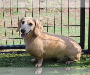 Dachshund Dogs for adoption in York, SC, USA