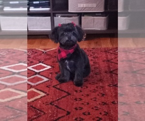 Shiranian Puppy for sale in ST HEIGHTS, MI, USA