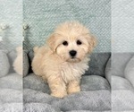 Small #1 Maltipoo