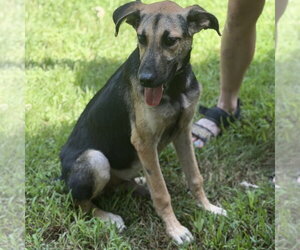 Carter - Male German Shepherd Dog Dog for Adoption - Photo #4