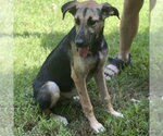 Small Photo #4 German Shepherd Dog Puppy For Sale in Yardley, PA, USA
