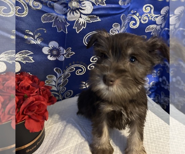 Medium Photo #23 Schnauzer (Miniature) Puppy For Sale in BRIDGETON, NJ, USA