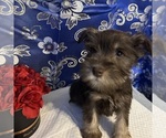 Small #22 Schnauzer (Miniature)