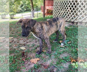 American Pit Bull Terrier-Mountain Cur Mix Dogs for adoption in Columbus, IN, USA