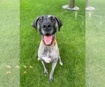Small #1 Great Dane