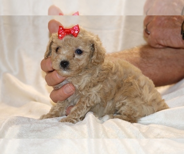 Medium Photo #26 Poodle (Toy) Puppy For Sale in DYERSBURG, TN, USA