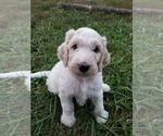 Small Photo #1 Goldendoodle Puppy For Sale in LOWVILLE, NY, USA