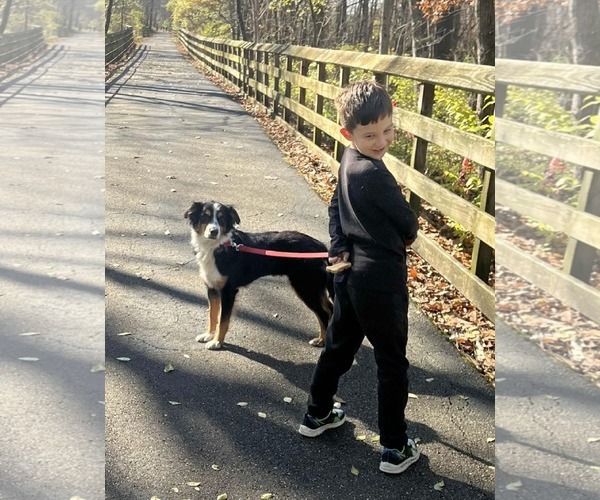 Medium Photo #3 Australian Mountain Dog Puppy For Sale in Germantown, OH, USA