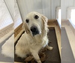 Small Photo #1 English Cream Golden Retriever Puppy For Sale in DALLAS, WI, USA