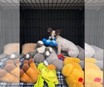 Small Photo #3 Chihuahua-Unknown Mix Puppy For Sale in Ellijay, GA, USA