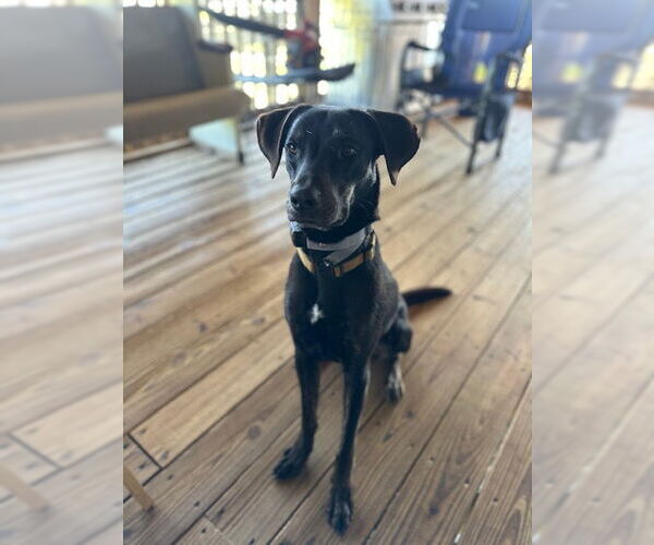 Medium Photo #5 Labrador Retriever-Unknown Mix Puppy For Sale in Holly Springs, NC, USA