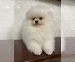 Small #3 Miniature Spitz