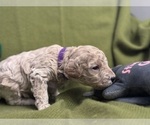 Small #5 Goldendoodle