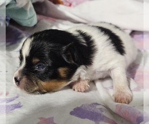 Papillon Puppy for Sale in FULTON, Missouri USA